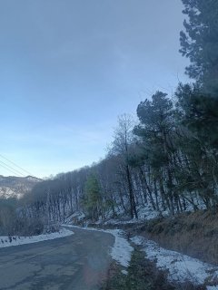 ربیع الانام